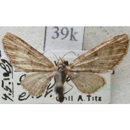 Eupithecia dodoneata Guenée, 1858 Slovakia39k